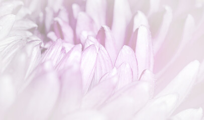 Extreme closeup of a chrysanthemum flower