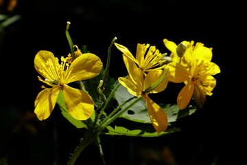 Yellow flowers of greater celandine (Chelidonium majus) in close-up against a dark background. Medicinal wild plant with visible floral details in natural light © Maciej Bonk