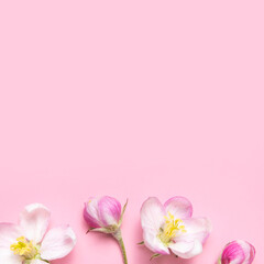 Spring background. Beautiful delicate fresh spring flowers and buds of apple tree on pink background flat lay top view. Springtime nature concept. Bloom, inflorescence, flowering