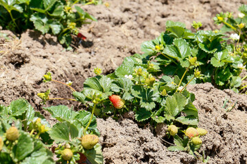 Organic strawberry plantations on land. They are still on your plants and have just been watered.
