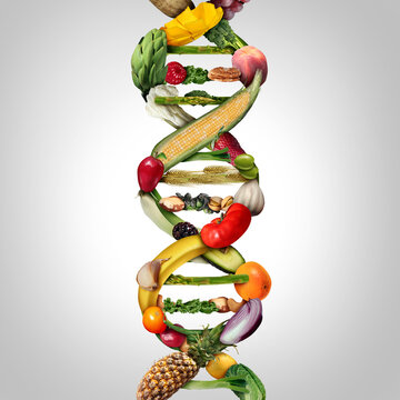 GMO food and Genetically modified crops or engineered agriculture concept using biotechnology and genetic manipulation through biology science as fruit and vegetables as a DNA strand 