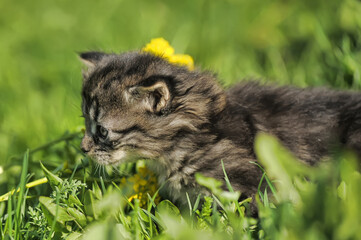 cute little kitten in the spring among the grass