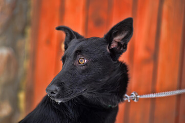 black mongrel dog mongrel outdoors in winter