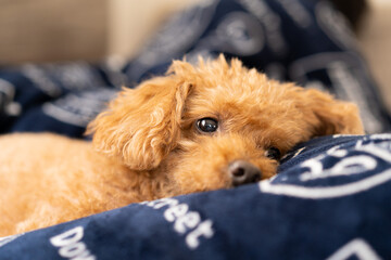 布団の上で眠そうなトイプードル