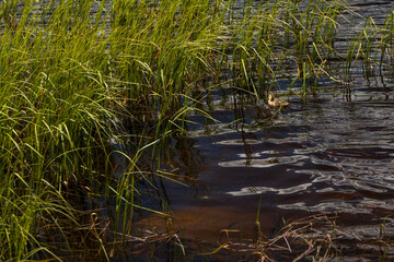Fototapeta na wymiar Duck in the water with long grass