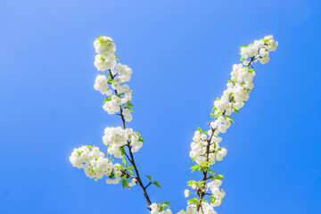 White cherry blossom sakura in spring time against blue sky for postcard or banner. Nature background. Soft focus. Beautiful floral spring abstract background of nature