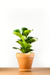 Ficus lyrata in a clay terracotta flower pot stands on a wooden table on a white background.