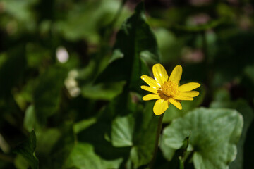 Obraz premium Yellow little flower against the background of green grass and leaves