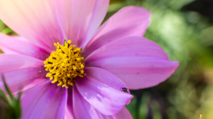 Fototapeta premium Close up of cosmos flower and small bug on a petal. Nature background with selected soft focus