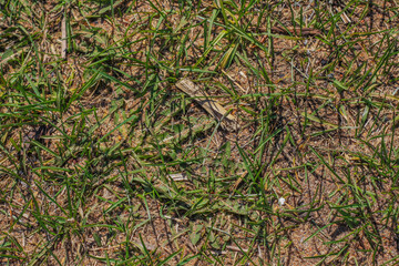 Nature in the spring in the suburbs of St. Petersburg