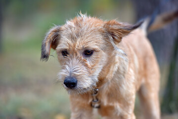 brown dog mestizo terrier at animal shelter - 433187356