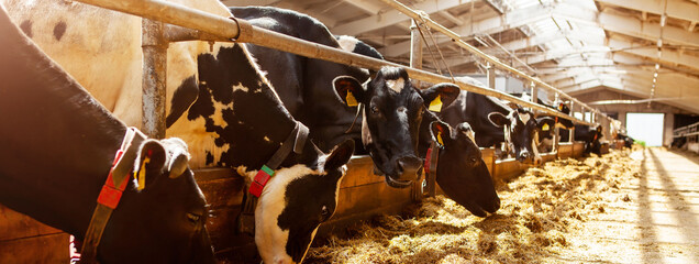 Cows in the barn eating hay, head of a cow, close-up. Milk production on a dairy farm. © наталья саксонова