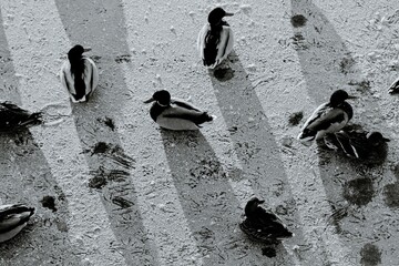 ducks and their footprints in the snow, top view, in black and white