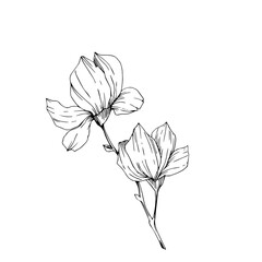 Magnolia. Blooming branch close-up on a white background. Vector graphics. Contour drawing. Material for printing on paper or fabric.