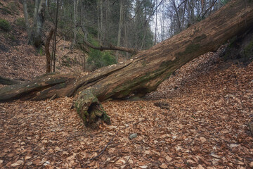 trunk