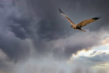 Obraz premium The Marsh Harrier flies against a beautiful, blue gray, clouded sky, looking for prey