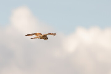 Close-up of Kestrel bird of prey hovers against a beautiful blue sky with white clouds an, hunting for prey