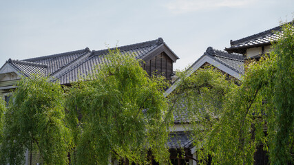 日本の観光名所。千葉県香取市佐原。柳の木と日本家屋の風景。