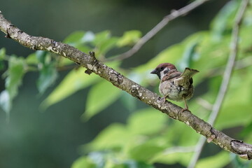 sparrow in the forest