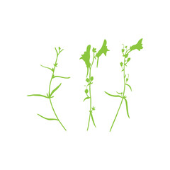 Linaria vulgaris, common toadflax, yellow toadflax or butter-and-eggs is a species of toadflax, snapdragon, Plantaginaceae family hand drawn vector illustration doodle sketch plant silhouette
