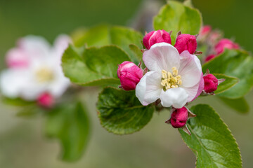 Fototapeta na wymiar Macro shot of apple blossom in bloom