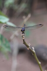 dragonfly on a leaf