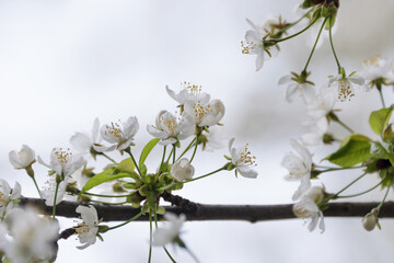 Cherry blossom in spring with soft focus, sakura season, blooming brunch, nature spring background.