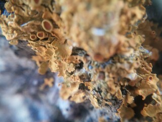 macro, flor, creación, sensible, hermoso, tacto, delicado, delicadeza, regalo, observación, salud, bien, agradecdo, bondad, paz, autocontrol, secreto,