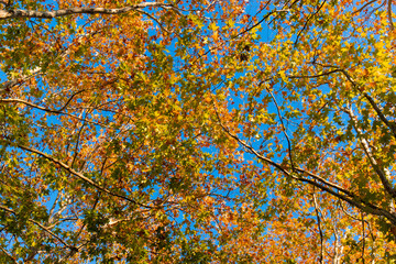 Autumn colour of maple leaves on blue sky.