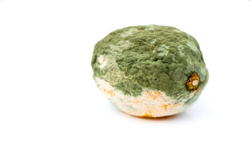 close up of rotten yellow lemon in green and yellow color with mould , isolated on white background with copy space for text.