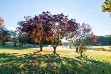 Sunlight shining through maple tree in the autumn.