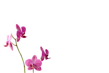 Orchid flower in front of white background. Floral concept with copyspace.