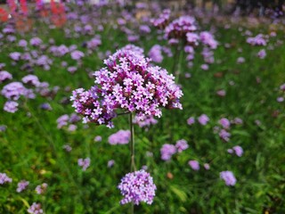 Obraz premium flowers in the garden