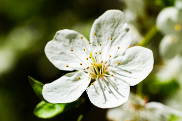 White spring flower with pollen close-up. Macro photography