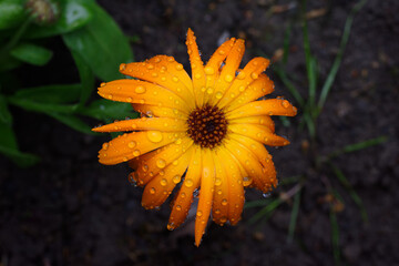calendula close up of marigold flower with raindrops against dark background