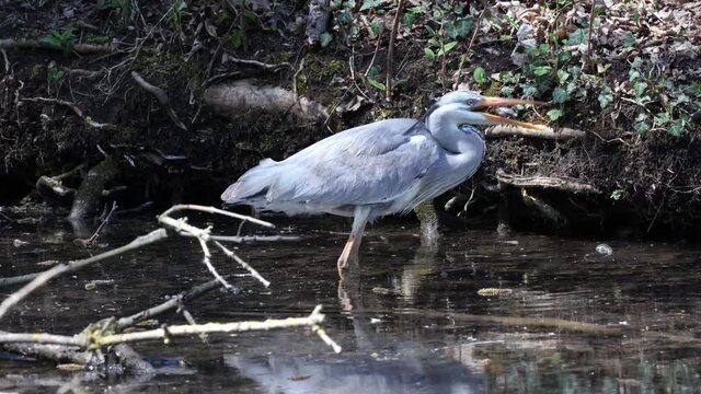 While fishing in the moving water this grey heron, Ardea cinerea successfully caught a fish. This is a long-legged predatory wading bird of the heron family, Ardeidae