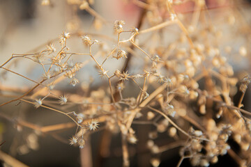 white texture flower 