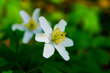 Obraz na płótnie Canvas White spring flower with pollen close-up. Macro photography