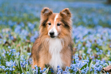 Sweet oldie sable white shetland sheepdog, sheltie standing outdoors on a field of blooming  blue scilla snowdrops. Adorable small collie, little lassie portrait with first spring lily of the valley