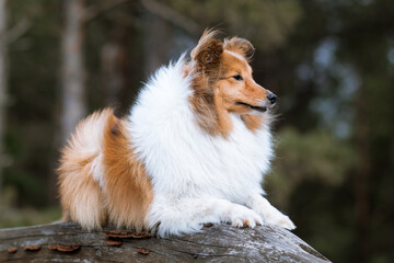 Smart, fluffy, beautiful sable white shetland sheepdog, sheltie lies on the wood with dark background. Sweet little collie, lassie dog portrait in the park. Attentive four paws friend on windy weather