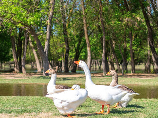 A group of geese walking through the forest by the river. White goose leader male spring summer outdoor recreation. Pets birds