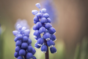 blue hyacinth flower