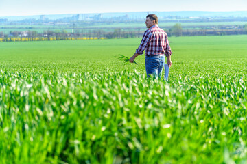 Naklejka na ściany i meble a man as a farmer walking along the field, dressed in a plaid shirt and jeans, checks and inspects young sprouts crops of wheat, barley or rye, or other cereals, a concept of agriculture and agronomy