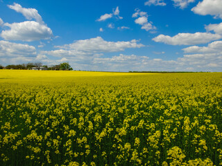 agricultural landscape, yellow field of blooming rapeseed
