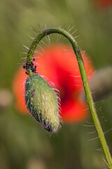 Chasteaux (Corr&egrave;ze, France) - Coquelicot