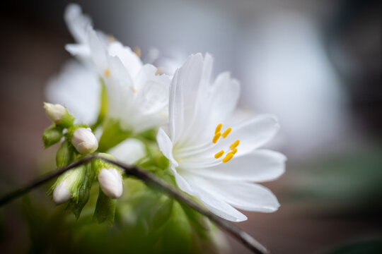 close up of white flower
