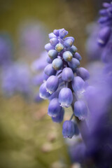 flowers in the garden