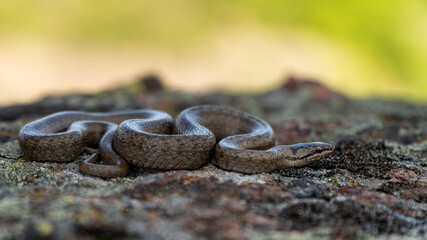 Smooth snake (Coronella austriaca) lying on a rock