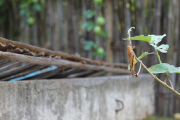 praying mantis on a branch
