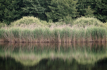 reeds and woods on the shore of a pond